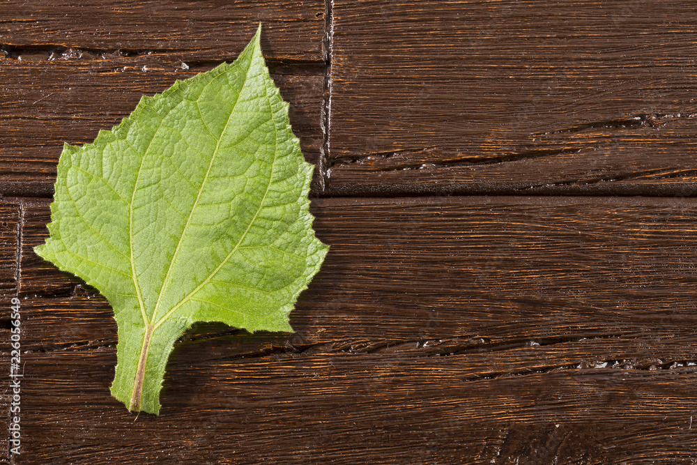 Yacon organic leaf - Smallanthus sonchifolius. Wooden background Yacon organic leaf - Smallanthus sonchifolius. Wooden background
