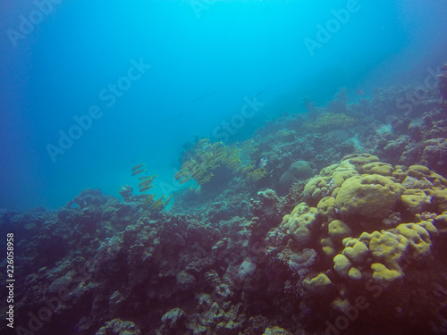 Korallengarten mit viel Blau im Hintergrund © FliNdt