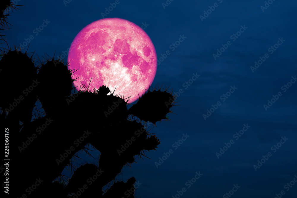 Fototapeta premium super pink moon back silhouette cactus in desert