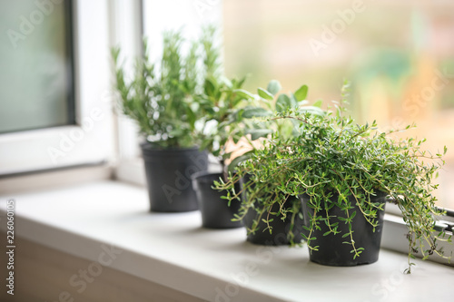 Pots with fresh aromatic herbs on windowsill © Pixel-Shot