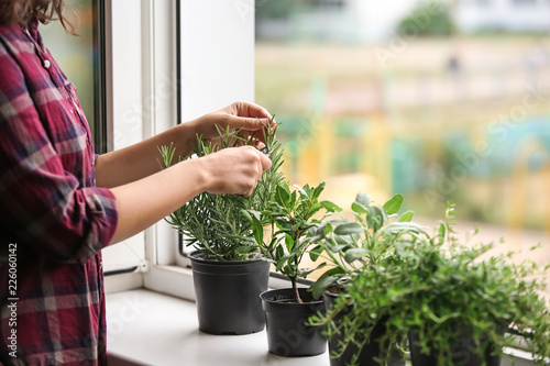 Photography Woman cutting fresh homegrown rosemary on windowsill