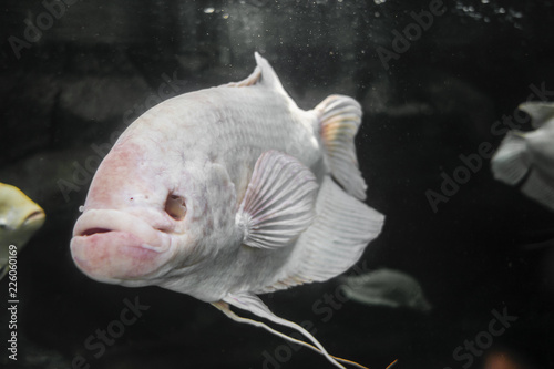 Blind white fish Close up photo