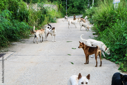 Fototapeta Naklejka Na Ścianę i Meble -  The stray dogs are waiting for food from the people who have passed through the wilderness