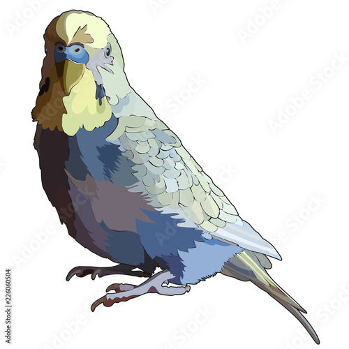 Budgerigar in vector
