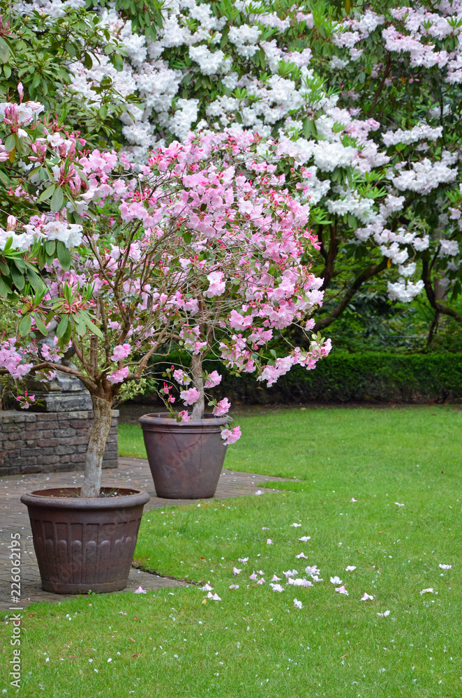 Pink and white rhododendron flowers in brown planters