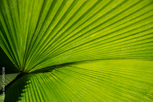 Textures surface pattern design vivid fresh bright of Green leaves of palm trees  Beautiful nature green leaf background concept.