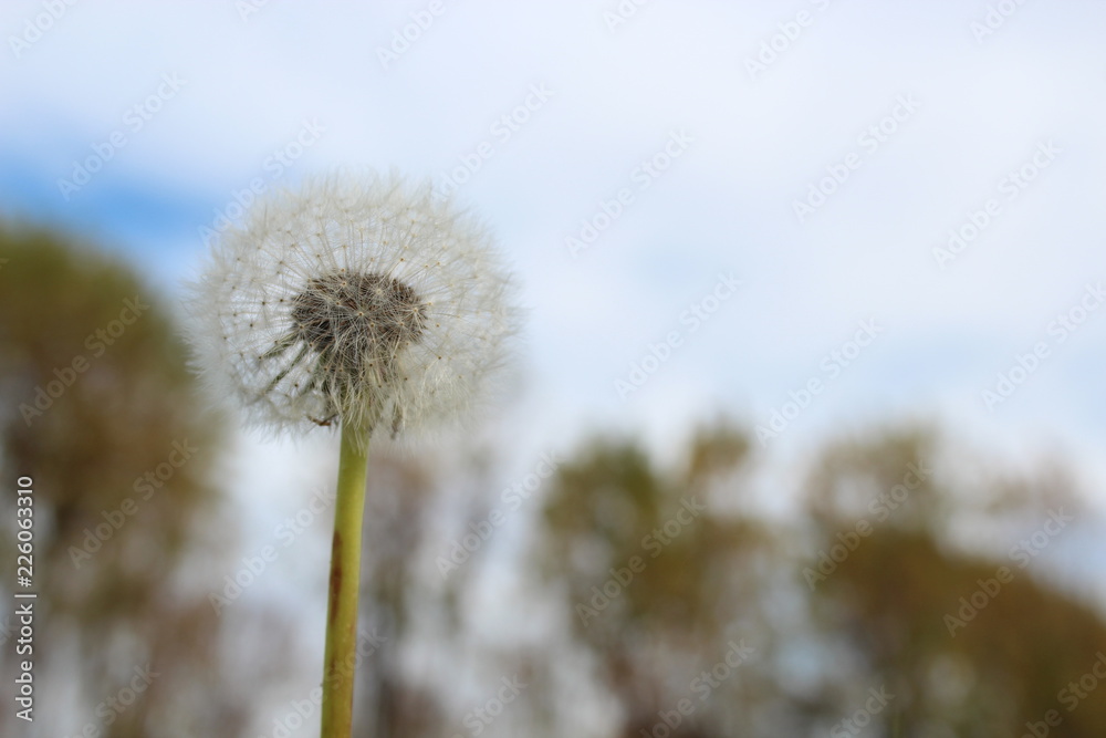 dandelion on a background of blue sky