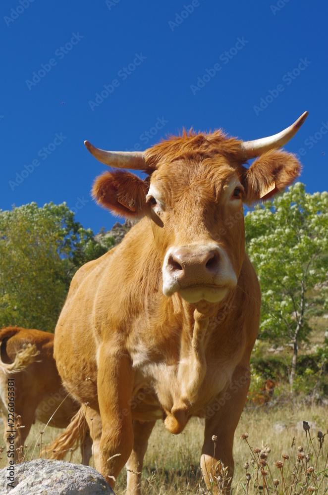 Vache race gasconne dans les pyrénées Vache race gasconne dans les pyrénées