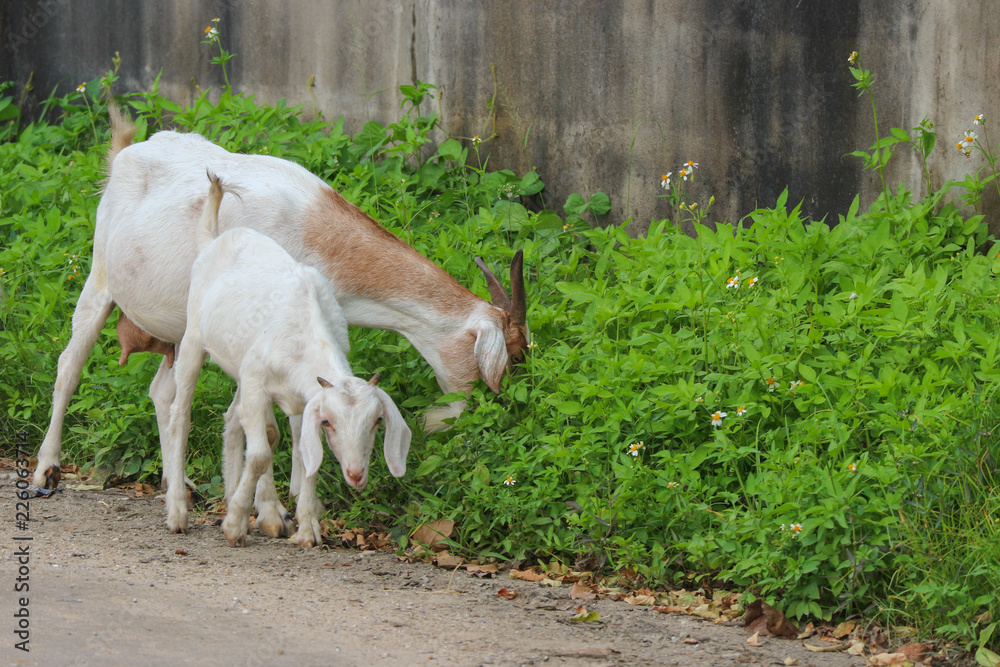 Fototapeta premium Thai goats eating green grass at countryside.
