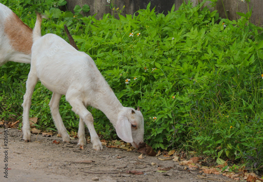 Thai goats eating green grass at countryside. Thai goats eating green grass at countryside.