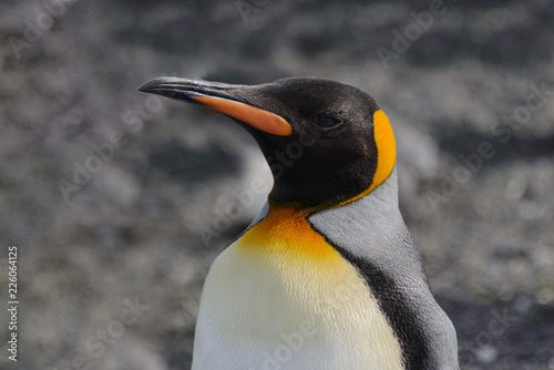 King penguin close up