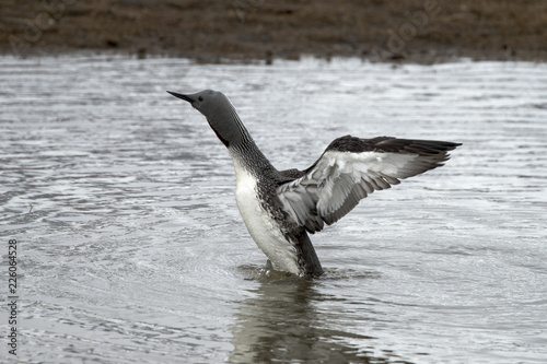 Plongeon catmarin .Gavia stellata  Red throated Loon