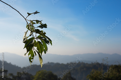 green leaves and blue sky