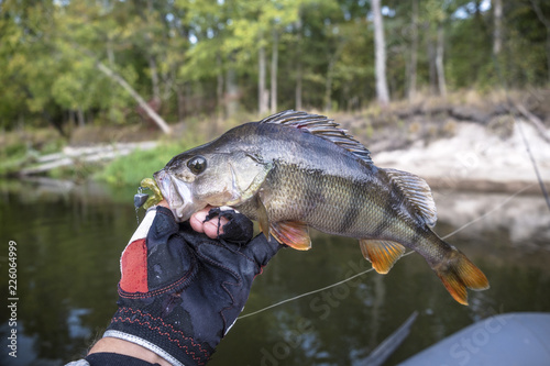 Beautiful perch in the hand of angler.