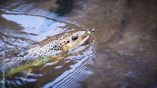 Beautiful trout was caught on spinning.