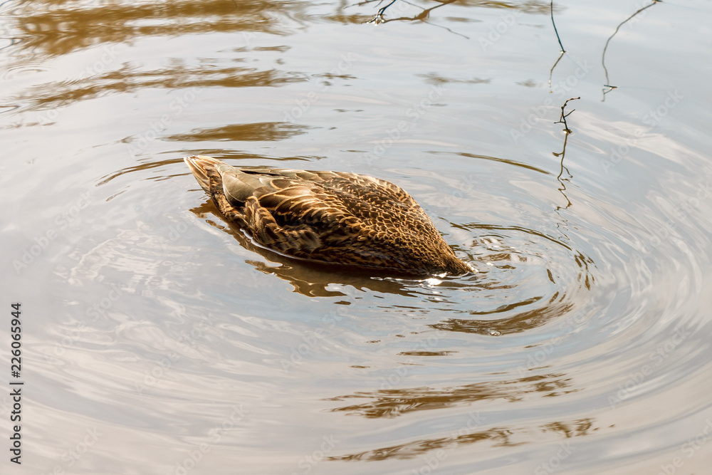 One brown duck swims in the river One brown duck swims in the river