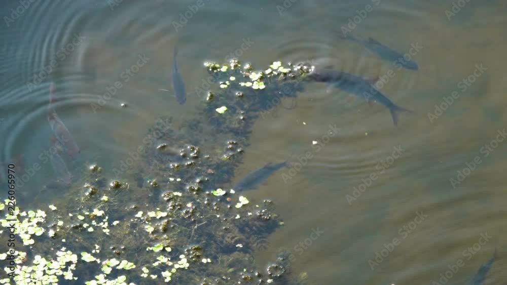 Freshwater fish swim in the lake. Freshwater fish swim in the lake.