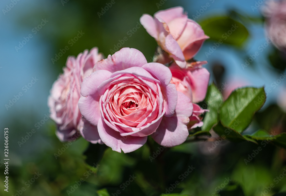 Rosa blüten von einer Rose im Sommer Rosa blüten von einer Rose im Sommer