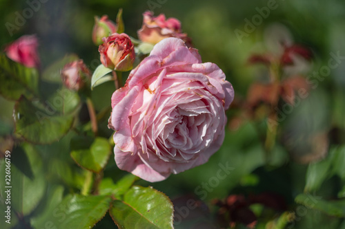 Rosa blüten von einer Rose im Sommer