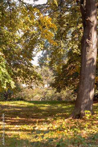 Autumn Beauty - Autumn colors in a forest.