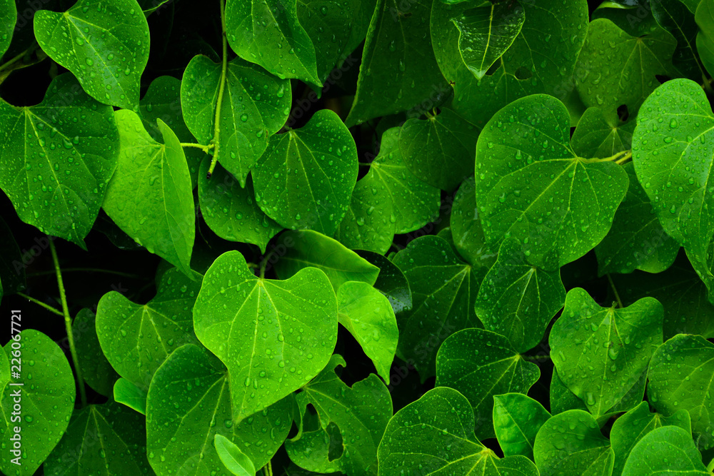 drop water on pattern of green leaf wall after raining drop water on pattern of green leaf wall after raining