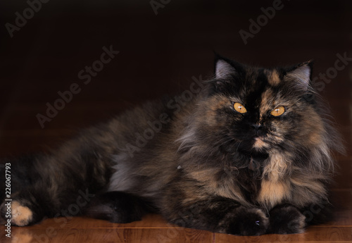 Portrait of a brown tabby domestic longhair cat with  background