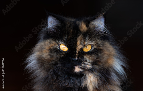 Portrait of a brown tabby domestic longhair cat with  background