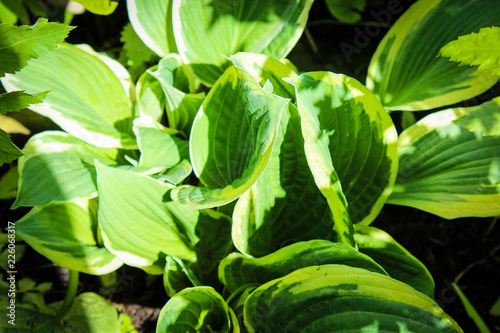 green plant in the garden