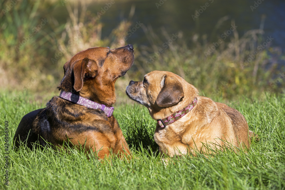 German Shepherd and Puggle mixed breed dogs stalking and relaxing in the grass on a sunny fall day.
