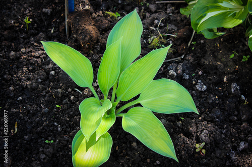 young plant in pot