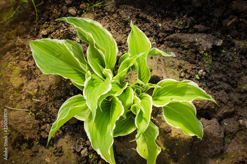 young plant in the garden