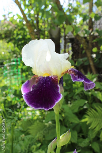 iris in the garden