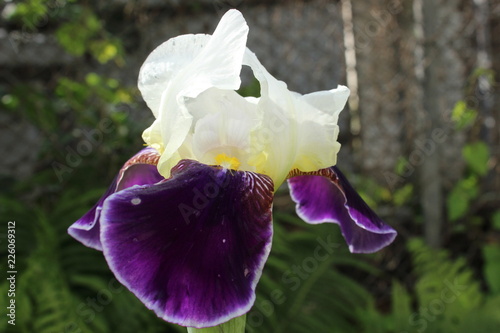 iris in the garden