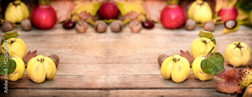 Organic quince, apple quince autumn harvest on rustic table