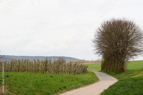 blick auf einen weinberg in stadecken-elsheim hessen fotografiert während einer tour in stadecken-elsheim und umgebung in Hessen Deutschland mit dem weitwinkel objektiv