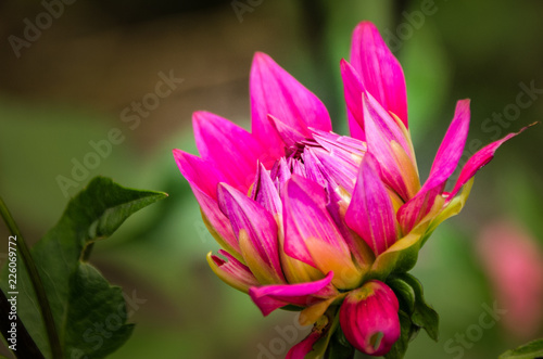 Beautiful Pink Flower