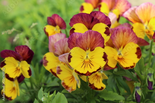 colorful flowers
