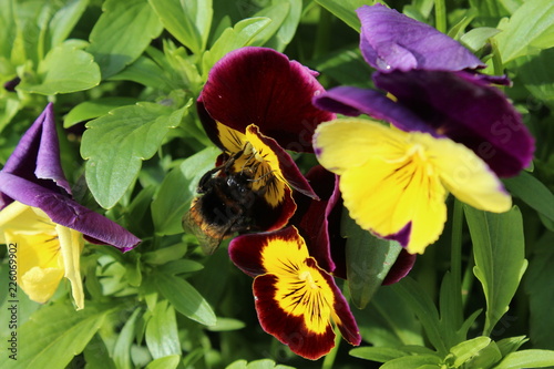 bee on a flower