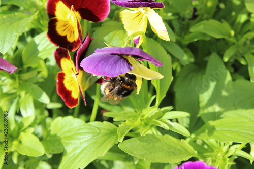 bee on flower