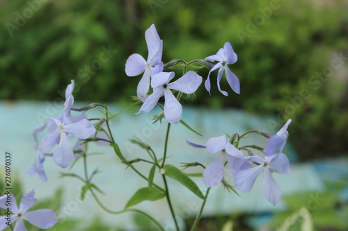 blue flowers on green background