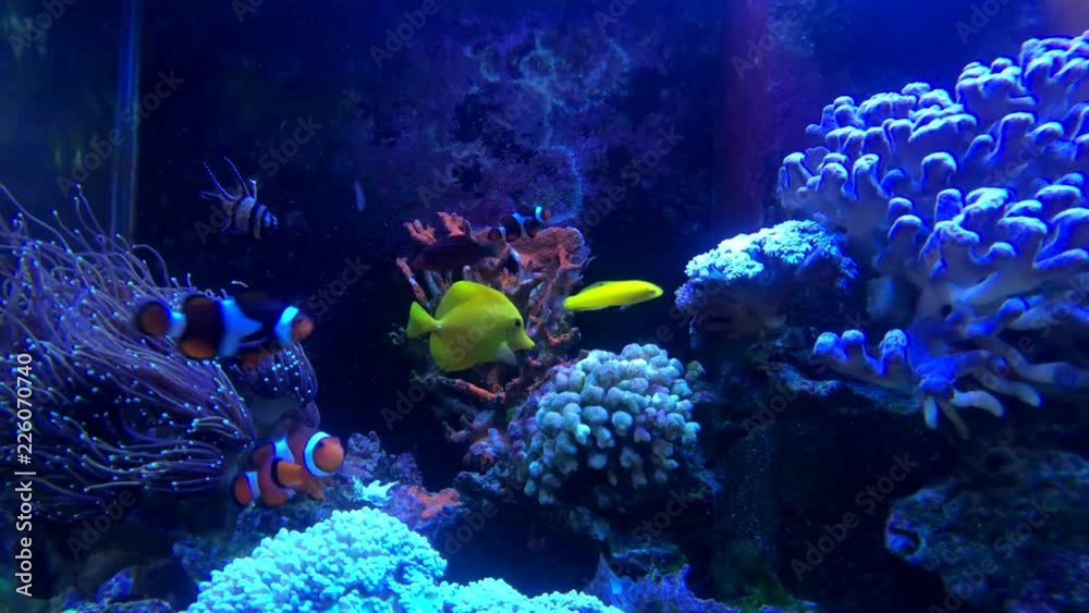 Tropical fish in the sea water aquarium