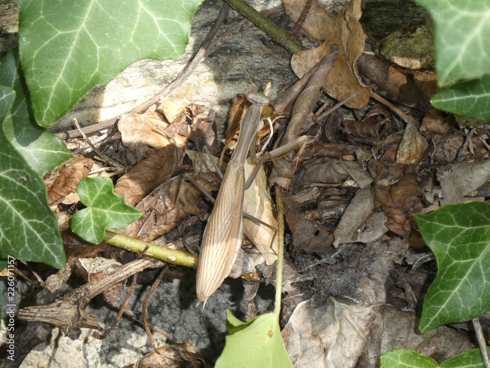 praying mantis insect in the mountains of italy praying mantis insect in the mountains of italy