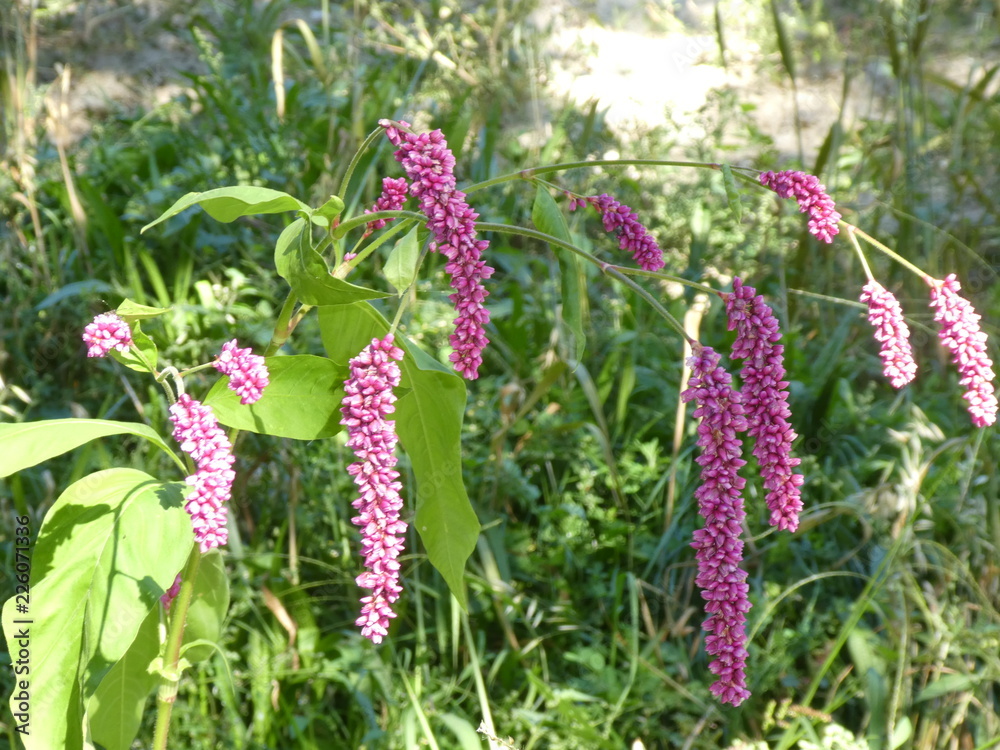 flower with pink blossom in the mountains of south tyrol italy europe flower with pink blossom in the mountains of south tyrol italy europe