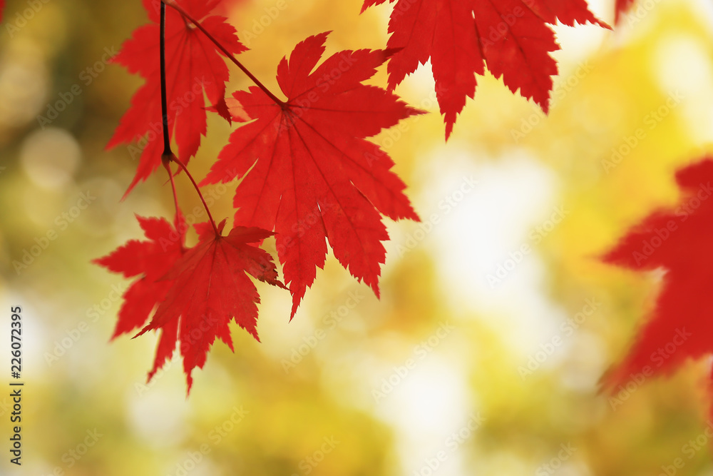 Red maple leaves on nature background closeup Red maple leaves on nature background closeup