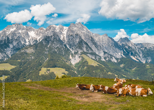 Beautiful alpine view at Leogang - Tyrol - Austria with cows
