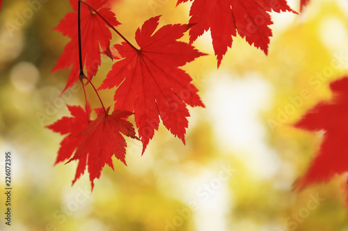 Red maple leaves on nature background closeup