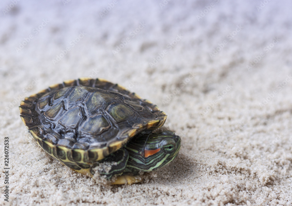 Common Slider, also known as Cumberland Slider Turtle, Redeared Slider Turtle, Slider