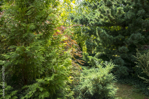 Original green background of a natural mixed texture of evergreens  Thuja occidentalis Aurea Juniperus squamata   lue carpet  Pinus parviflora Glauca. Nature concept for design