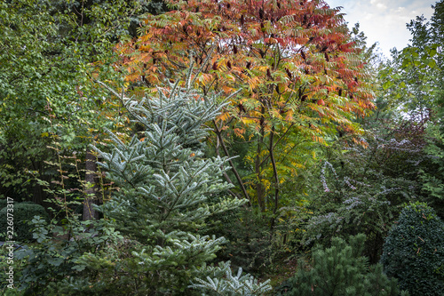 Autumn colors and shades of the leaves of Rhus typhina in evergreen garden. Red, orange, yellow and green leaves on the branches of sumac. Natural texture pattern background of the garden. photo