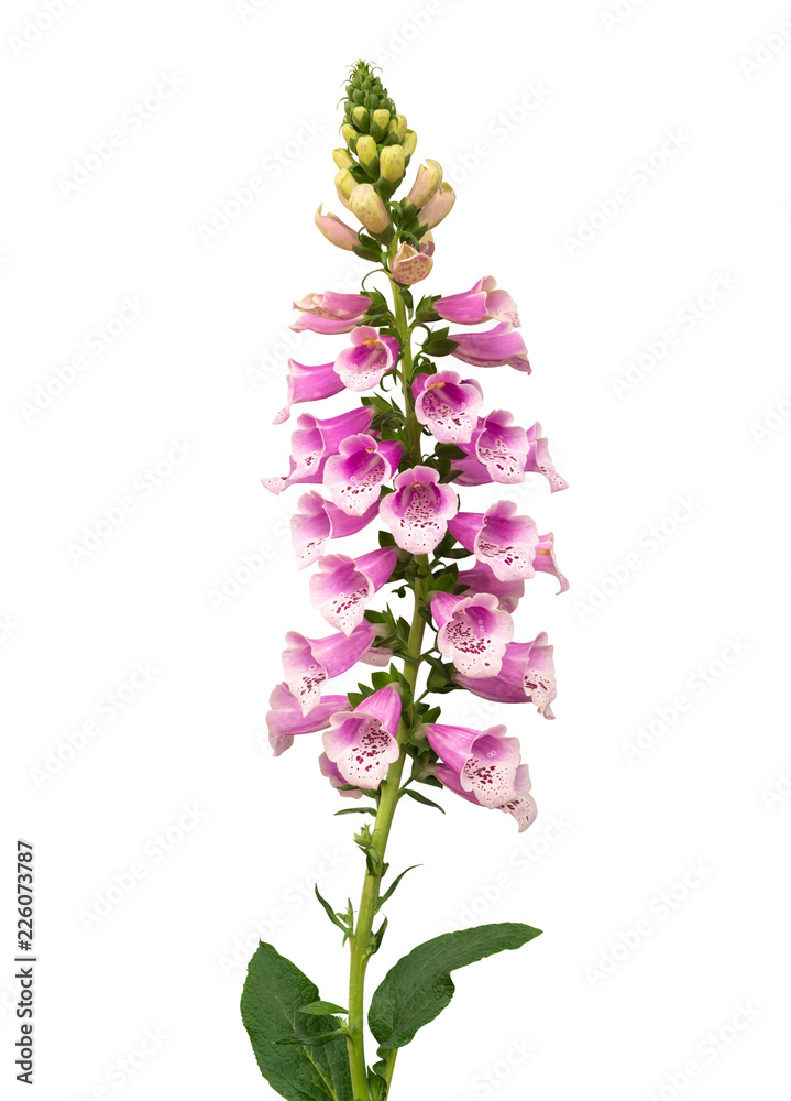 Purple foxglove (Digitalis purpurea) flowers isolated on white background, clipping path included - obrazy, fototapety, plakaty 